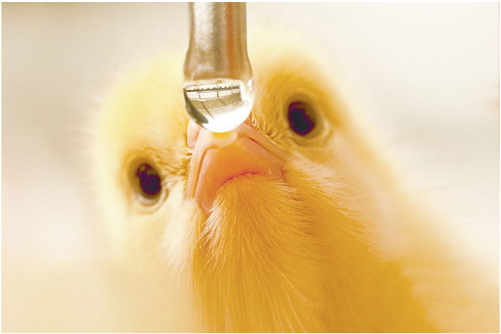 Nanobubble-Treated Water for Poultry