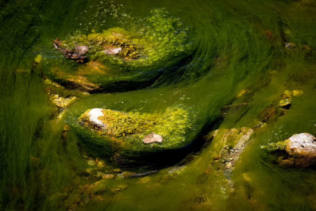 Tackling biofilm - Increasing efficiencies with Chlorine Dioxide